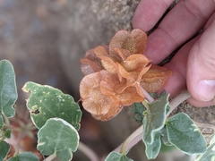 Tripterocalyx micranthus