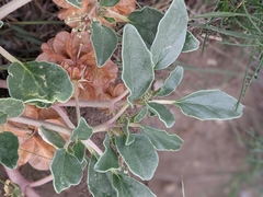 Tripterocalyx micranthus