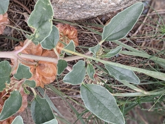 Tripterocalyx micranthus