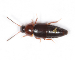 Tachinus addendus