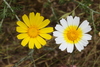 Garland Daisy - Photo (c) James Bailey, some rights reserved (CC BY-NC), uploaded by James Bailey
