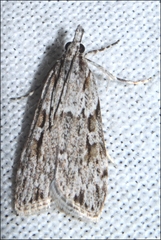 Scoparia ochrophara