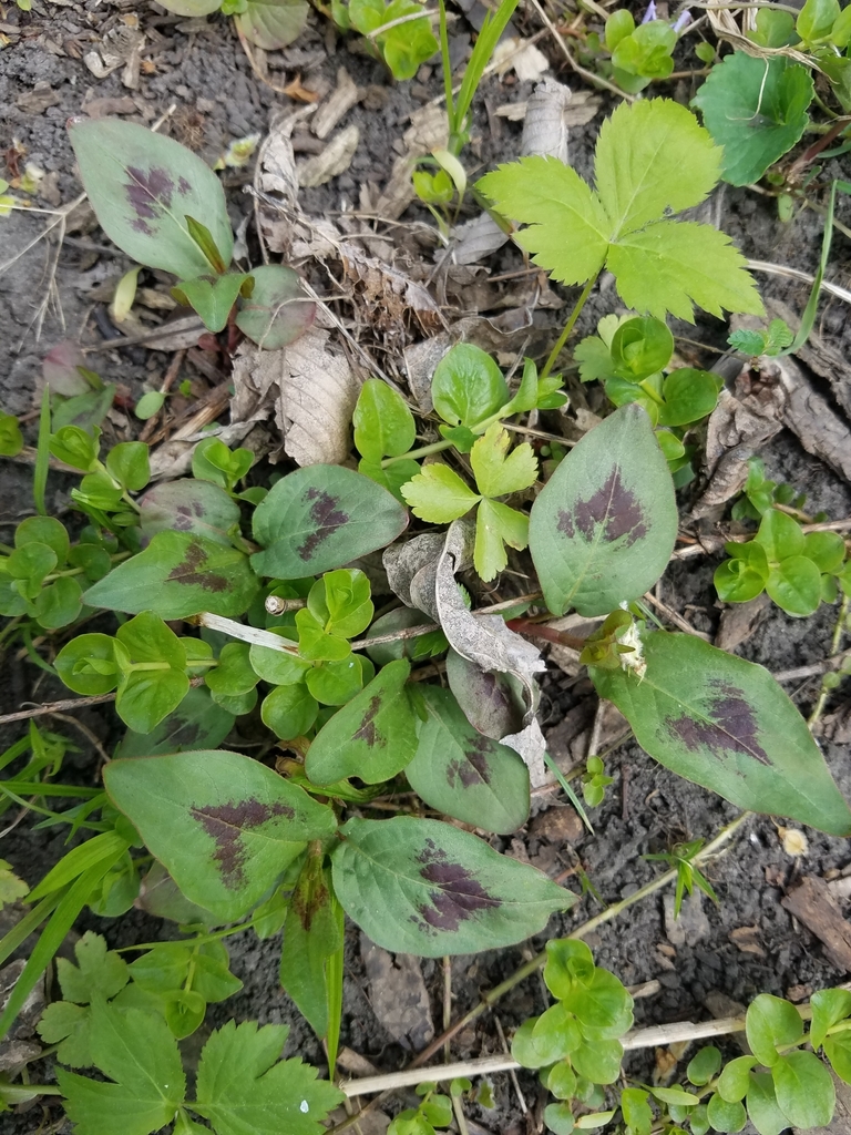 American Jumpseed From Cannon City Township Mn Usa On May At