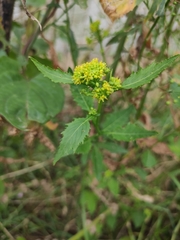 Rorippa globosa