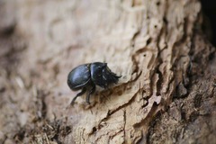 Ceratotrupes