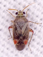 Sthenarus rotermundi