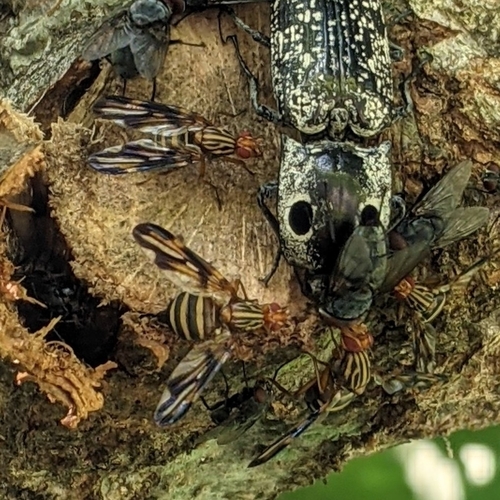 Idana marginata photo 4