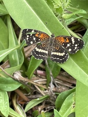 Anthanassa texana seminole
