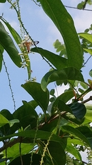 Amata grotei