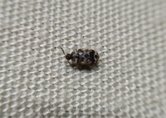 Trogoderma sternale aspericolle