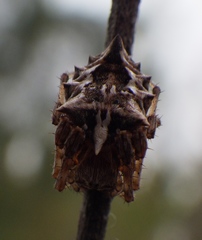 Acanthepeira