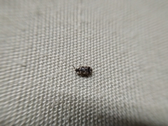 Trogoderma sternale aspericolle