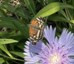 Anthanassa texana seminole