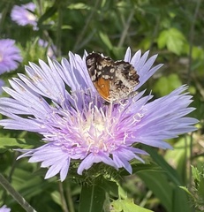 Anthanassa texana seminole