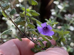 Prostanthera albohirta