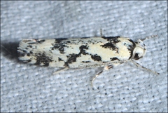 Lichenaula calligrapha