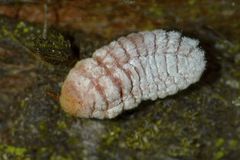 Coelostomidia