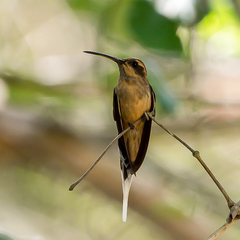 Phaethornis subochraceus