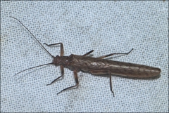 Gripopterygidae