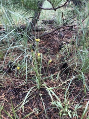 Microseris nutans
