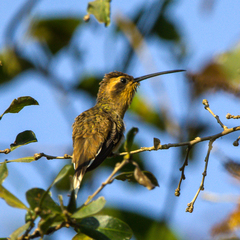 Phaethornis subochraceus
