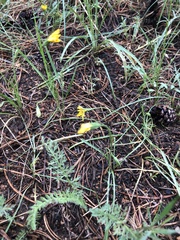 Microseris nutans
