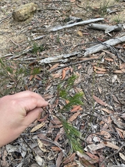 Gompholobium grandiflorum