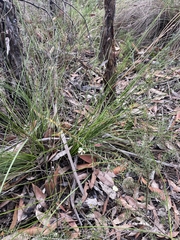 Acacia ulicifolia