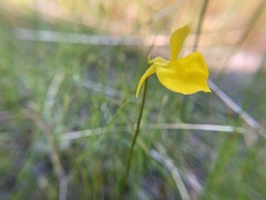 Utricularia cornuta