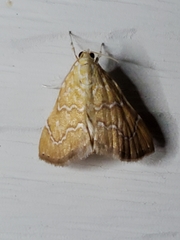 Glaphyria sesquistrialis