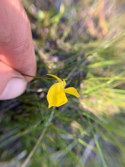 Utricularia cornuta