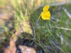Utricularia cornuta