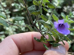 Prostanthera albohirta