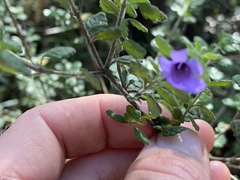 Prostanthera albohirta