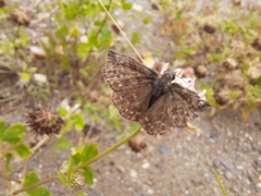 Erynnis icelus image