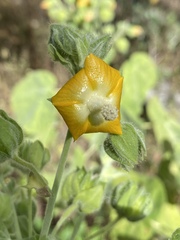 Abutilon auritum