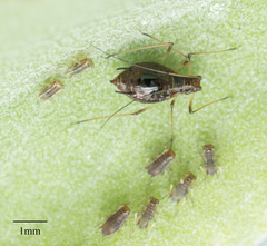 Macrosiphum salviae