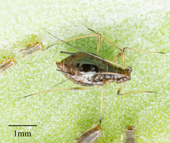 Macrosiphum salviae