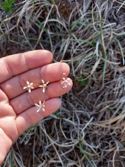 Micranthes redofskyi