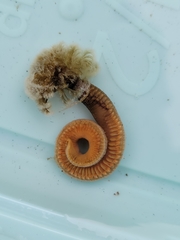 Schizobranchia insignis