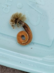 Schizobranchia insignis