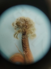 Schizobranchia insignis