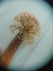 Schizobranchia insignis