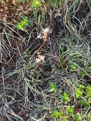 Micranthes redofskyi