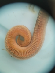 Schizobranchia insignis