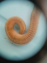 Schizobranchia insignis