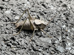 Atlanticus monticola