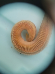 Schizobranchia insignis