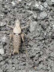 Atlanticus monticola