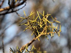Acacia colletioides